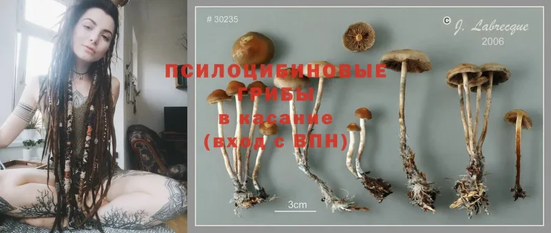 Галлюциногенные грибы Magic Shrooms  Абинск 